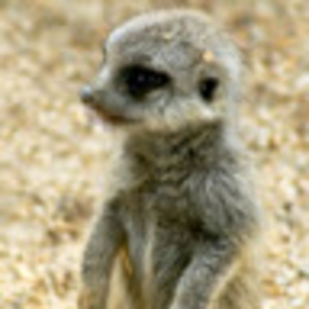 Meet your Posher, Luisa